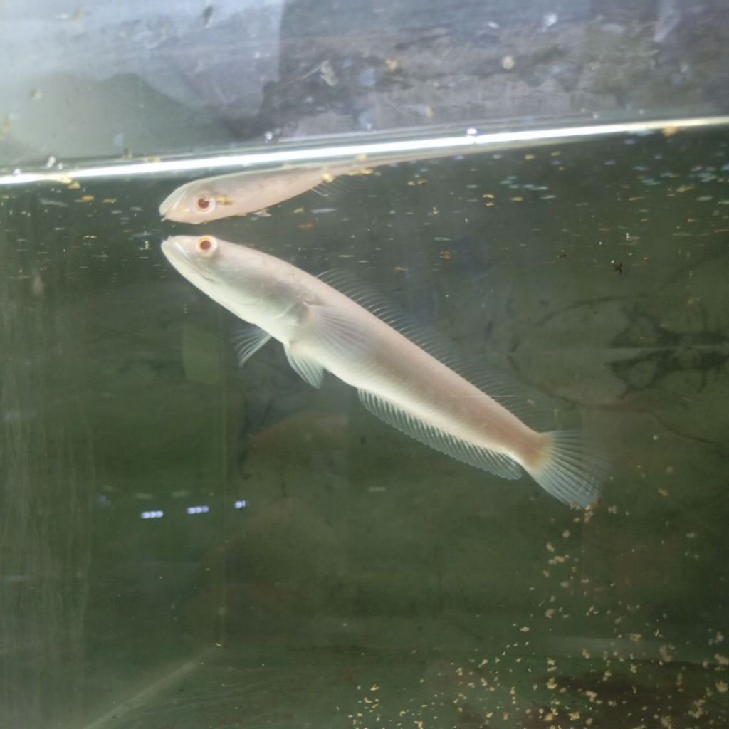 chana striata albino