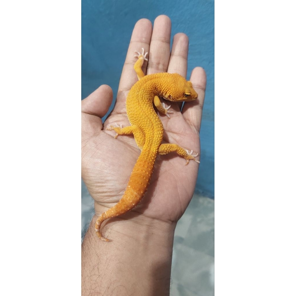 Mainan Leopard Gecko Sunglow