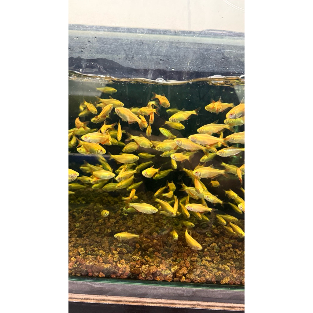 buines aires tetra albino 10 ekor