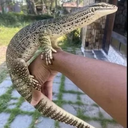 Varanus Argus High Quality size 80 cm