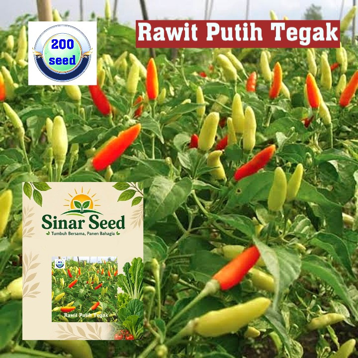 Cabe Rawit Putih Tegak isi 200 Biji.