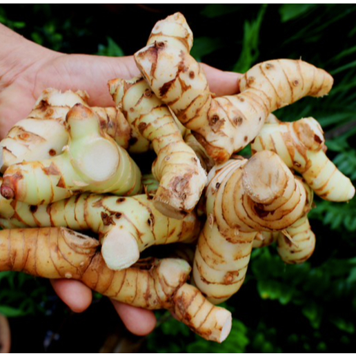 Lengkuas Fresh PASAR INDUK 1kg