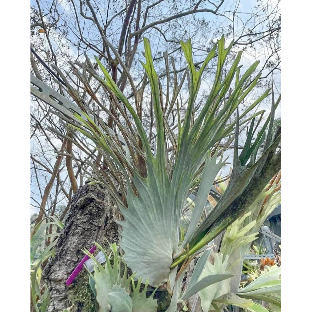 Platycerium Veitchii Auburn River Chief Simbar Menjangan Tanduk Rusa Staghornfern