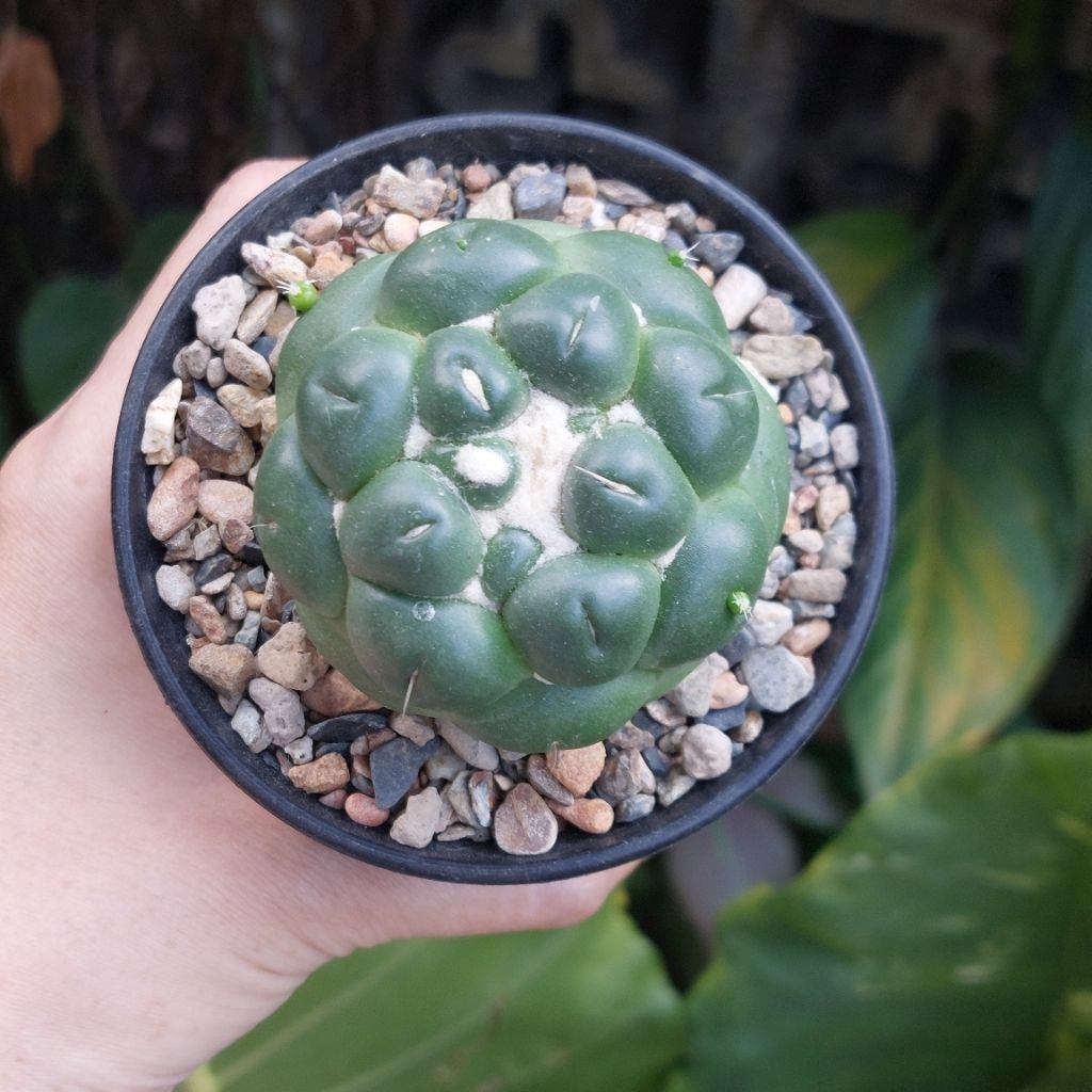 Kaktus Cantik Corypanta Coryphanta Inermis 1 set Pot 10cm