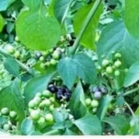 Bibit Tanaman Leunca - Herbal, Anti-Inflamasi, dan Perawatan Mudah