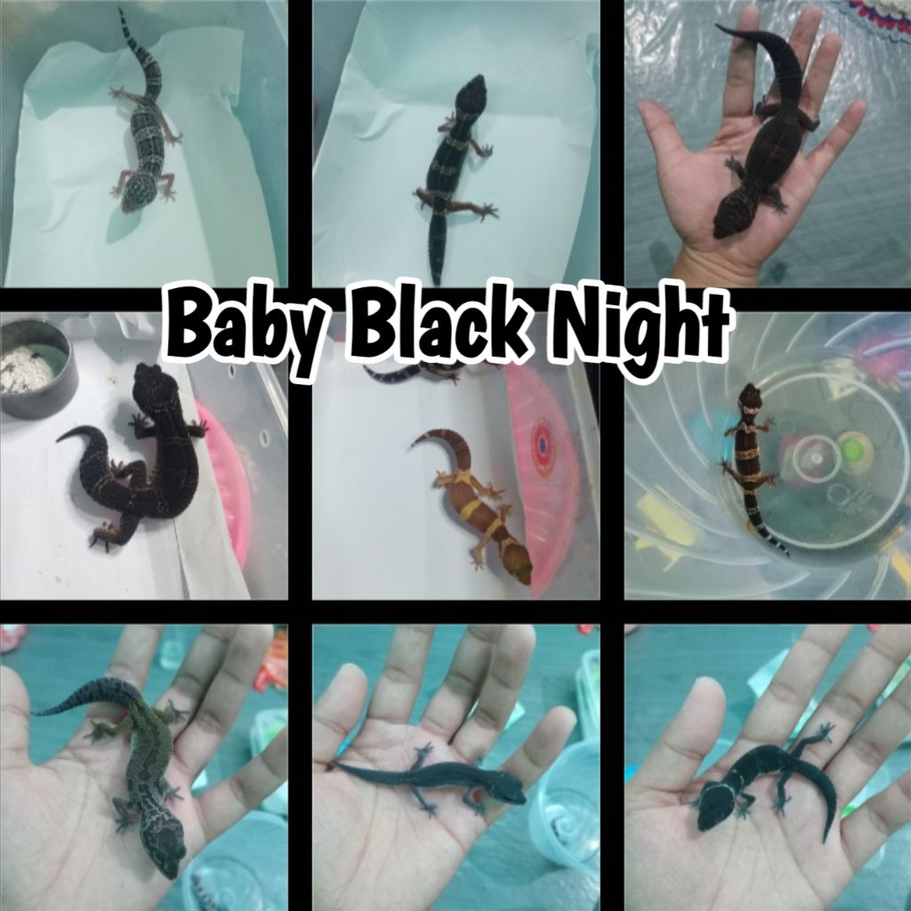 Mainan Baby Gecko BlackNight DiKirim Random