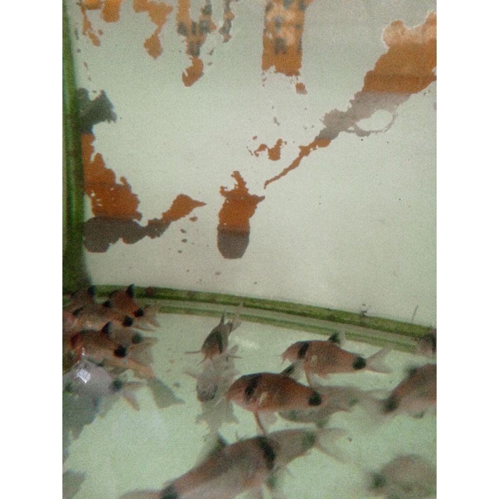Corydoras Panda