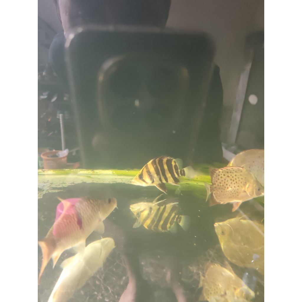 datz sumatra size 12cm-13cm