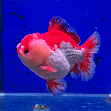 Mas koki Oranda Redwhite merah putih merdeka