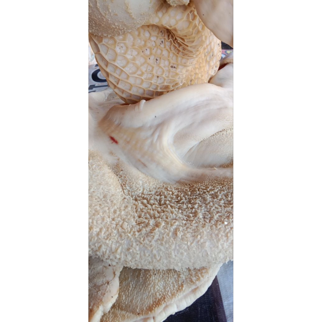 Babat Sapi Putih 1 Kg - Bersih, Bebas Lemak, Halal