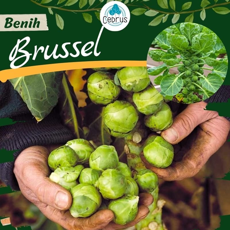 Benih BRUSSEL Biji Sayur Kubis Mini