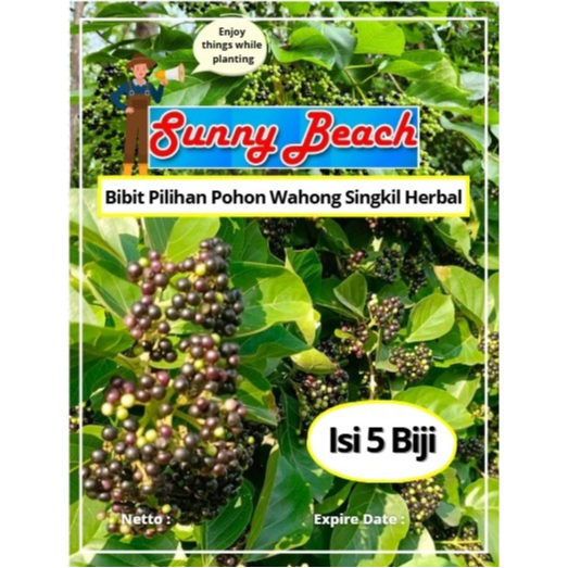Bibit Pilihan Pohon Wahong Singkil Herbal | Biji Benih Pohon Wahong Singkil Herbal | Pohon Wahong Si