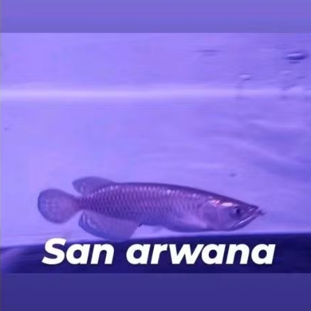 link jardini batik red pearl hiasan tank aquarium