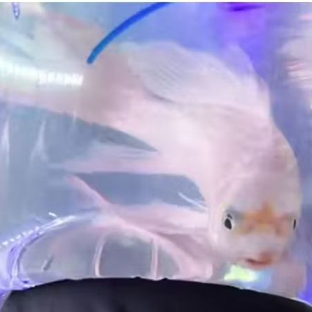 KOI PLATINUM SLAYER UKURAN 18-20 CM