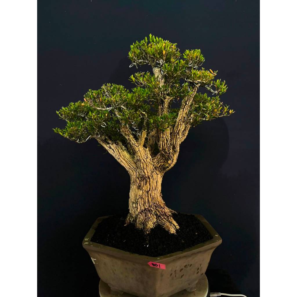 BONSAI BUXUS 001