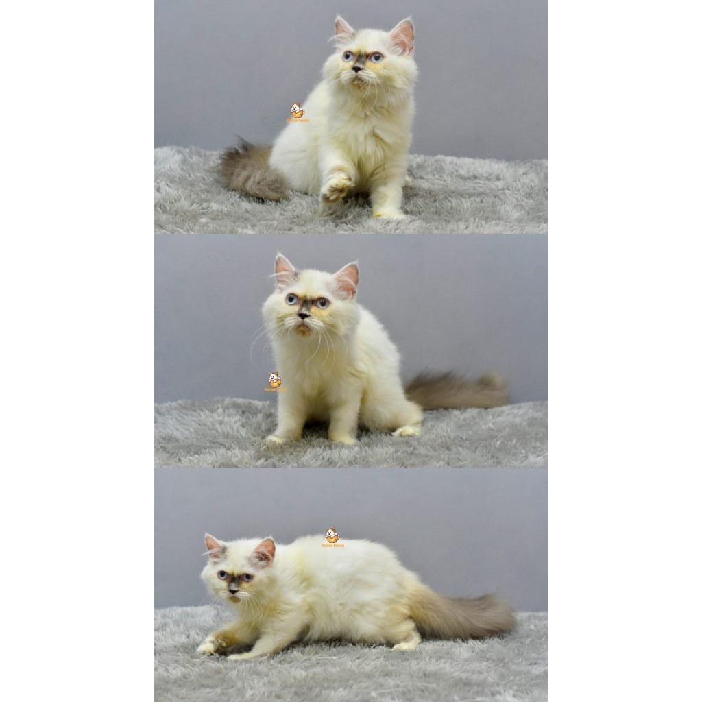 Georgia – Kucing Ragdoll 4 Bulan Betina