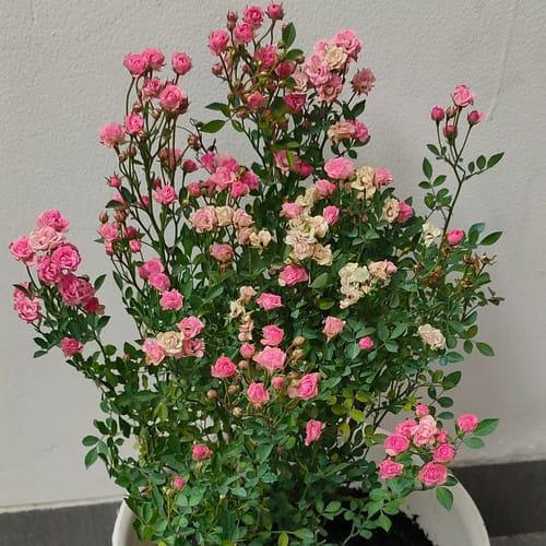 tanaman hias mawar baby rose pink putih