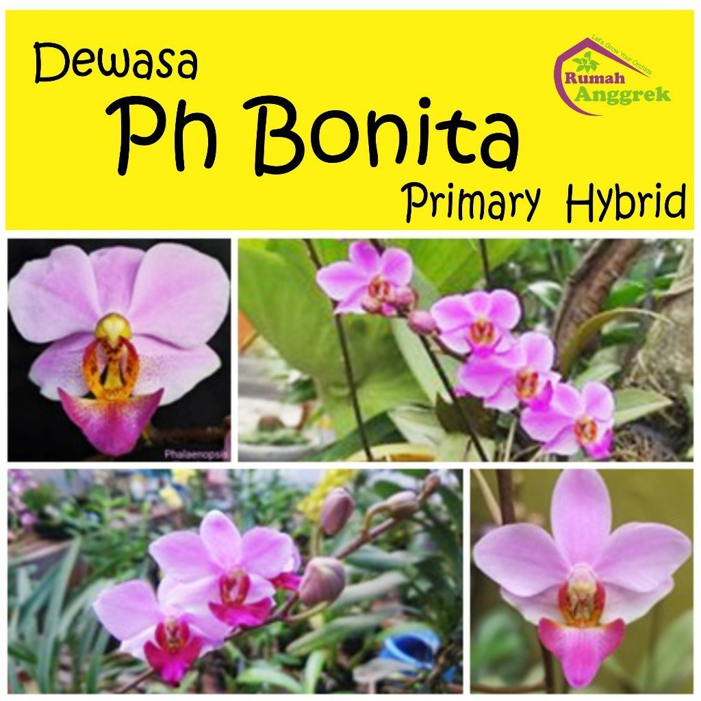 Anggrek Phalaenopsis Bonita Dewasa Hybrid phal bulan mini langka doritis pink ungu merah