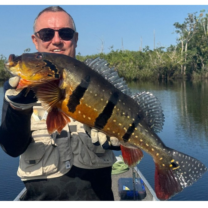 Hiasan Akuarium Peacock Bass Temensis / Pbass Temensis / Tucunare Paca 17-18cm