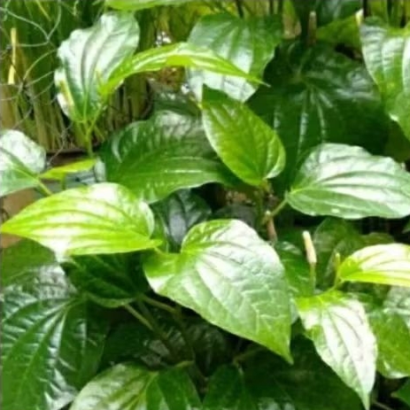 100 grm daun cabe jawa cabe jamu segar