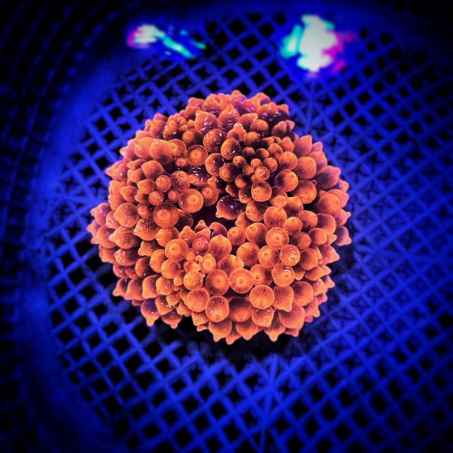 Anemon Jagung Merah Snowflake / Snowflake Red Bubble Tip Anemone (ukuran mekar kurang lebih 7cm)