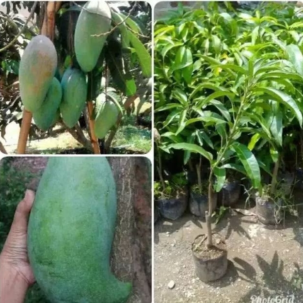 Bibit Mangga Mahatir / Tanaman mangga mahatir