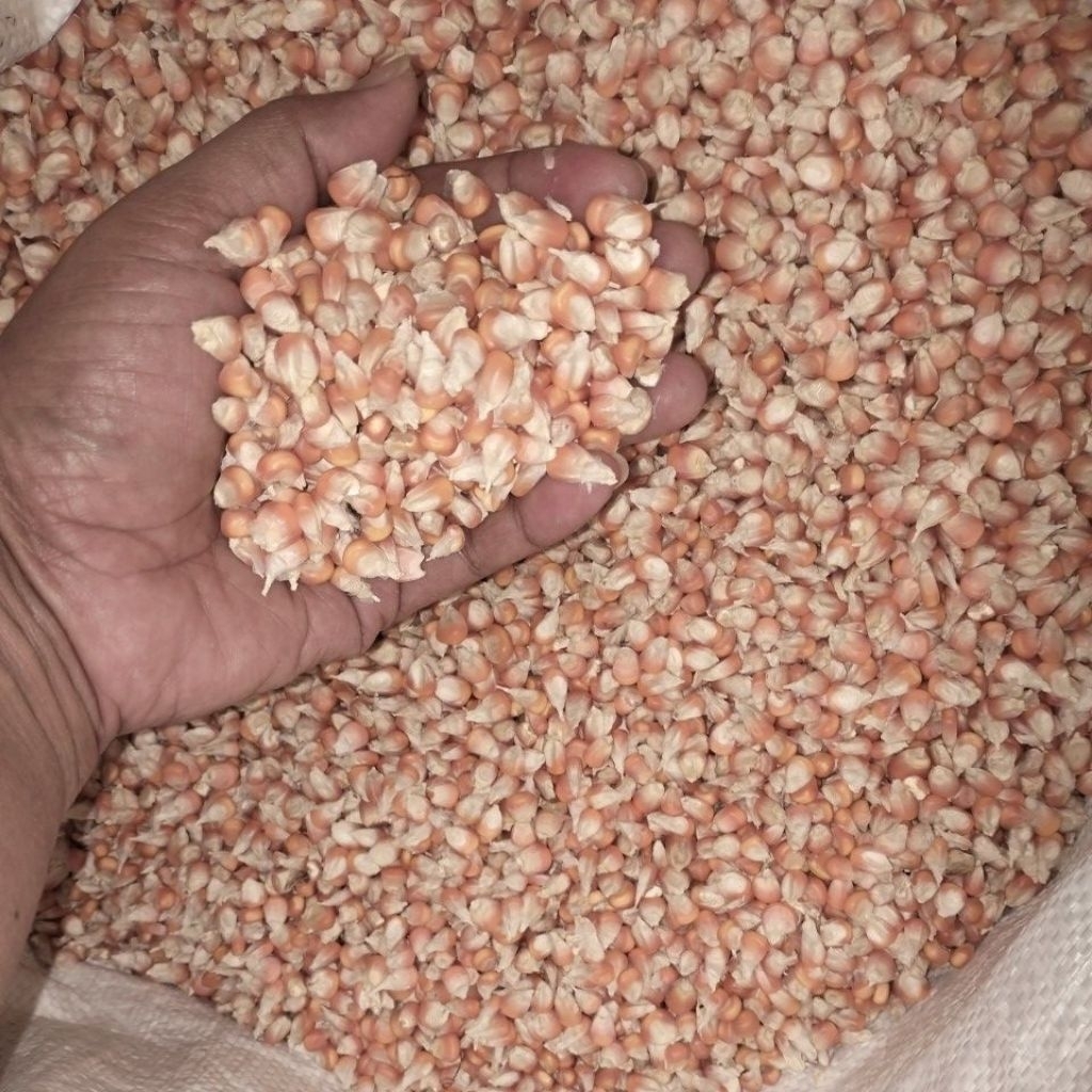 Jagung Kering 1 Kg Berkualitas / Jagung Kering
