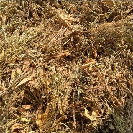 50 gram Daun Sawi Tanah Kering / Daun Sawi Taneuh Kering Herbal Alami Berkualitas
