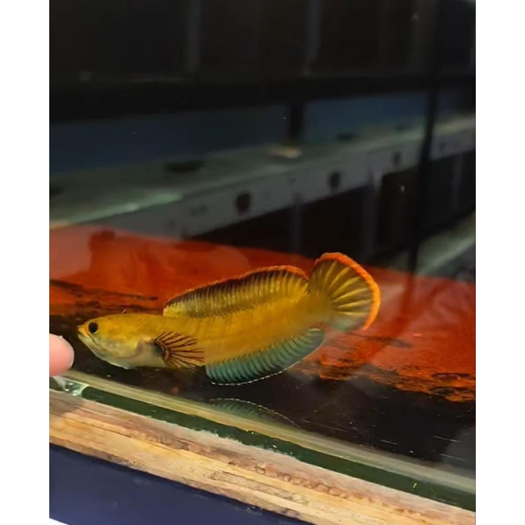 Gondrong Blue Bengal