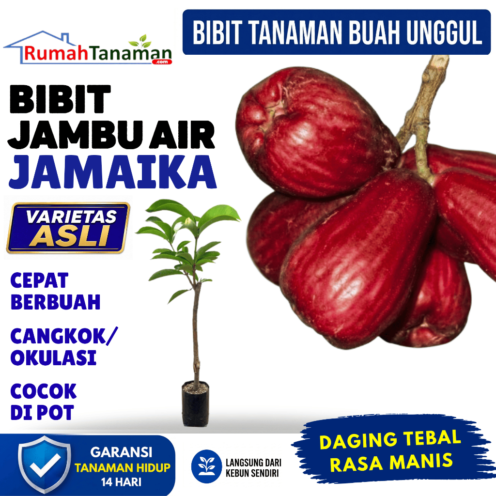 Bibit Jambu Bol Jamaika Asli Bergaransi | Bibit Pohon Jambu Jamaika