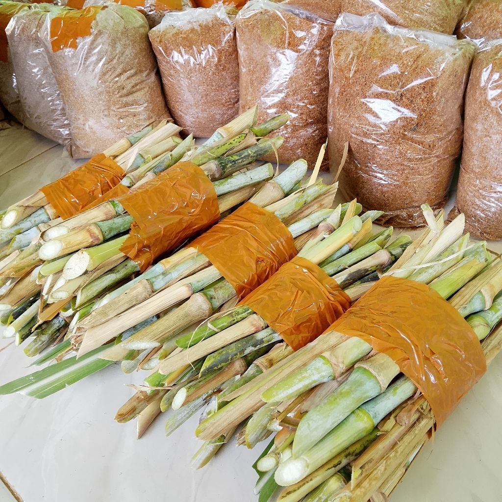 BIBIT PAKCONG / PAKAN TERNAK /RUMPUT SAPI / RUMPUT TERNAK