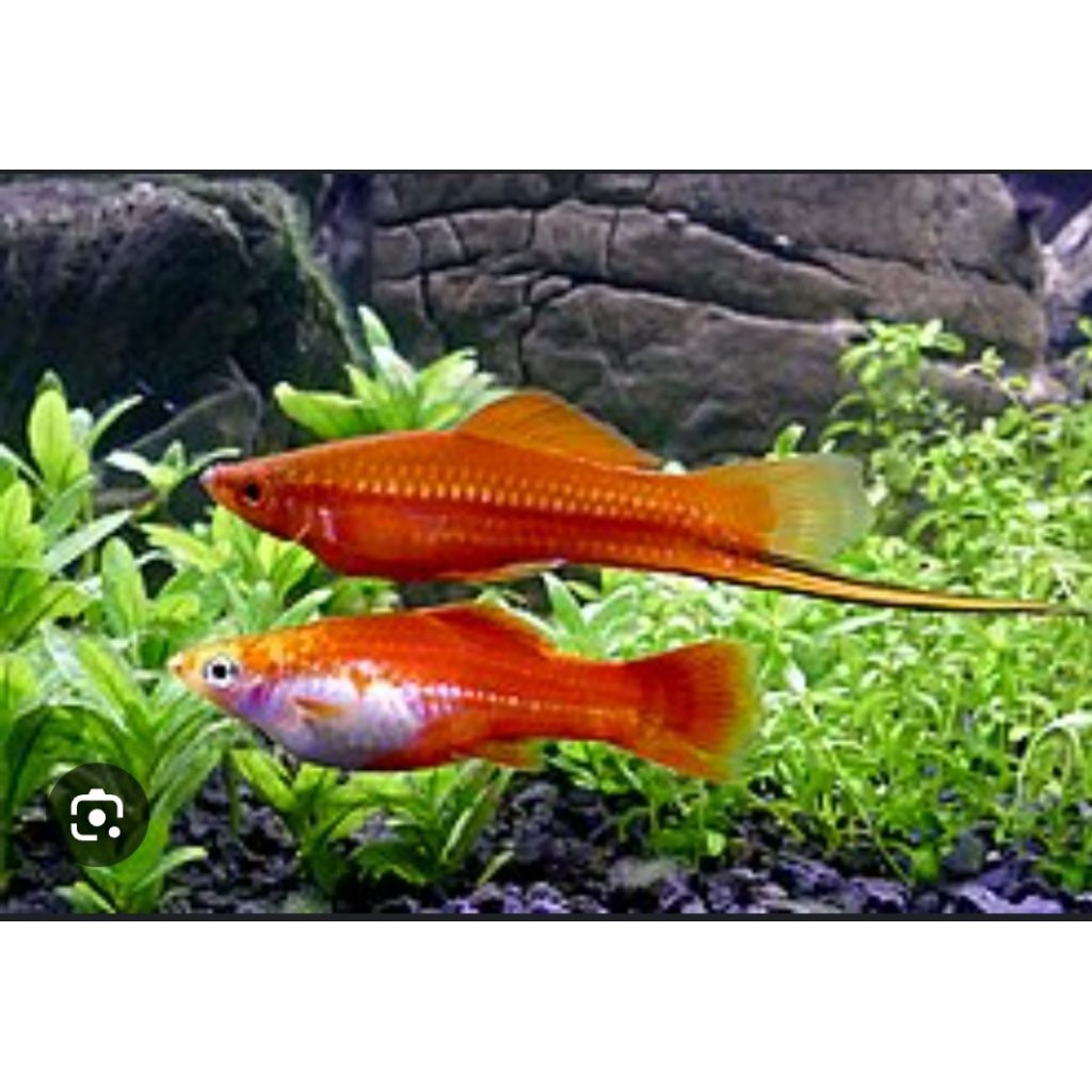 ikan platy swordtail atau platy pedang atau platy pisau perpasang