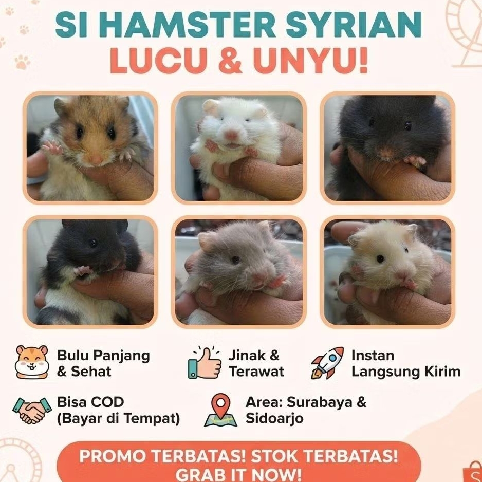 Hamster Gilang HAMSTER SYRIAN LONG HAIR JINAK (WARNA RANDOM)