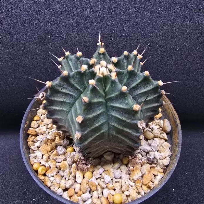 Kaktus Gymno single spine 7 ribs (Gymnocalycium mihanovichii)