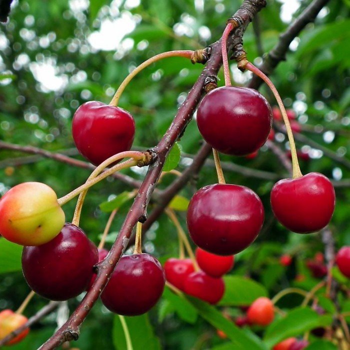 BIBIT CHERRY JEPANG ASLI BERBUAH LIVE 01.09
