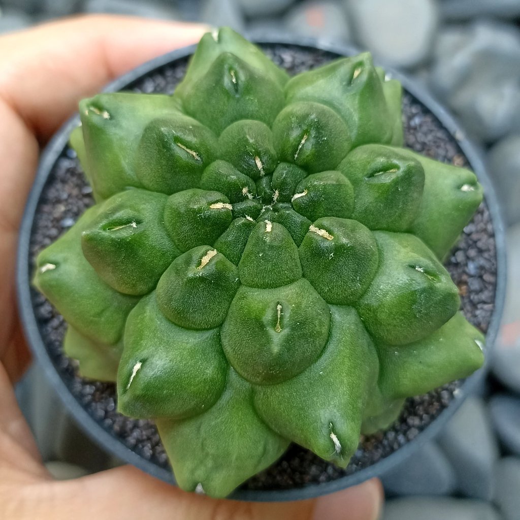 Kaktus Gymnocalycium Kikko Ball