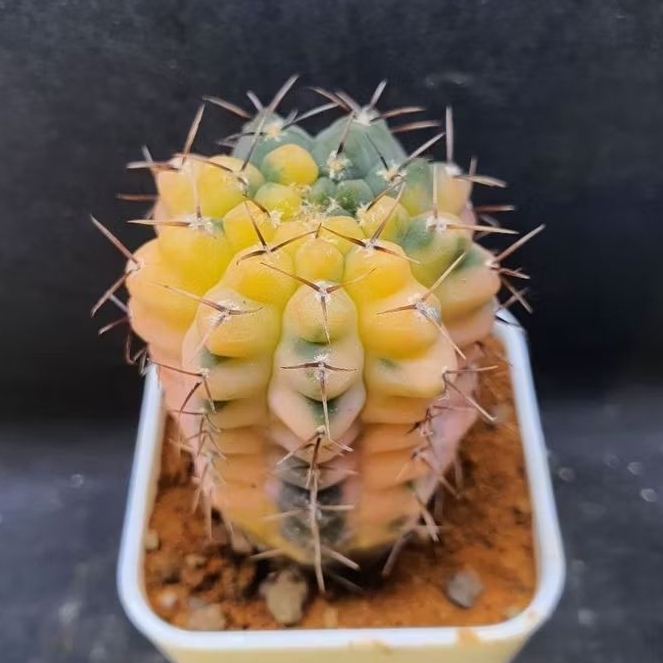 Kaktus Gymnocalycium ocho Variegata (Gymnocalycium ochoterenae variegata)