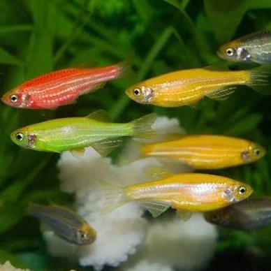 Stiker Danio Zebra Glofish