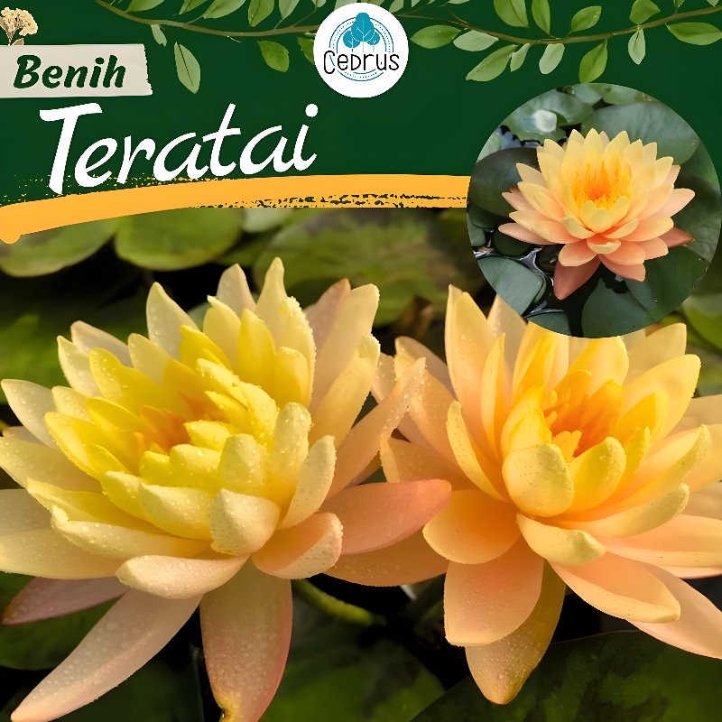 Benih TERATAI KUNING Biji Bunga
