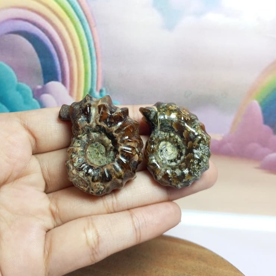 Batu Natural Horn Ammonite Keong Fossil (2) Asli Batu Alam