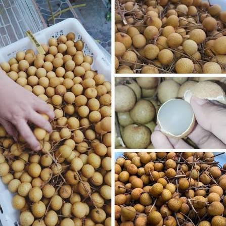 BUAH KELENGKENG EMAS THAILAND GROSIR 1 KRANJANG 1 keranjang +-12kg BUAH KELENGKENG LENGKENG BANGKOK 