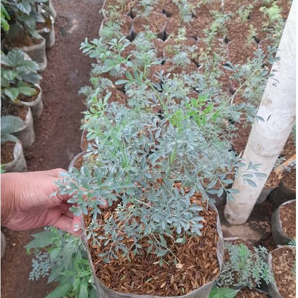 Tanaman Herbal Inggu