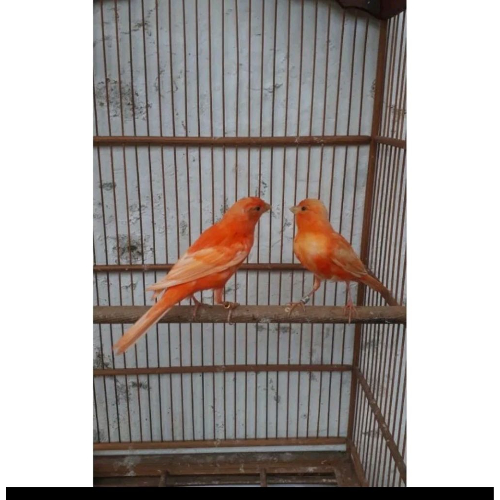 kenari merlok paket