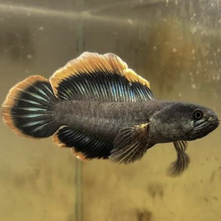 Cana Limbata slayer baby Single Tank 3-5cm (3 Ekor) Cupang Hias