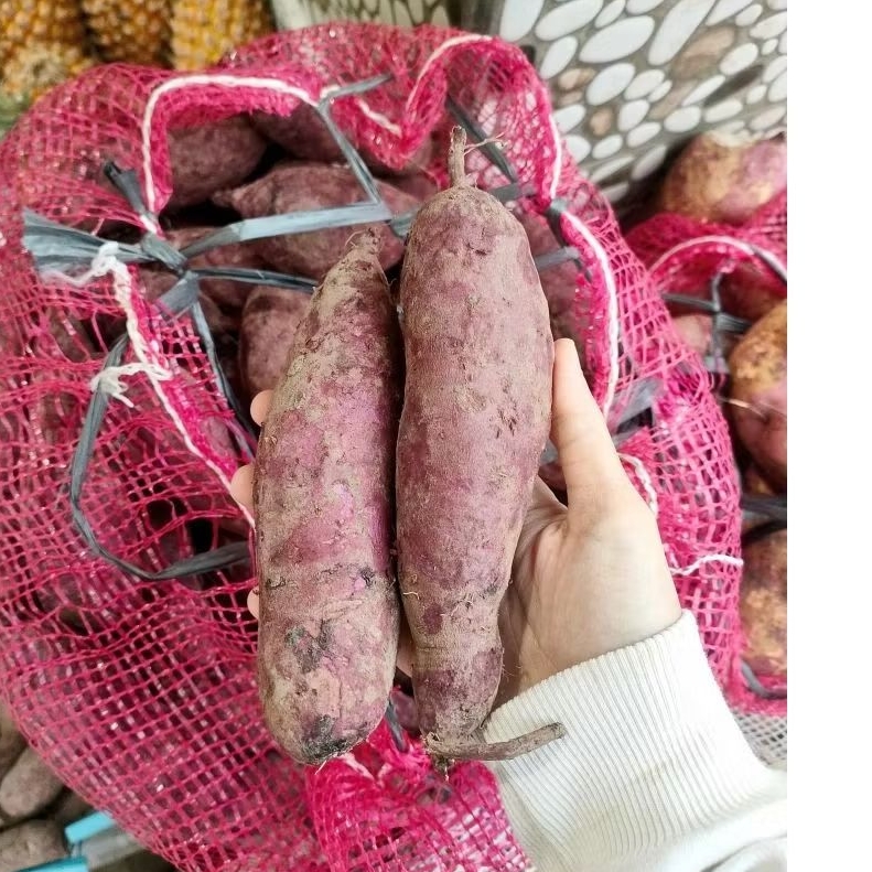 1KG UBI UNGU FRESH ASLI MALANG REALFOOD UBI JALAR UNGU