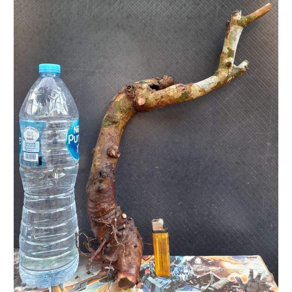 Bahan Dongkelan Bonsai Juwet/Jamblang Gaya Informal Akar Natural Size Medium Real Pict