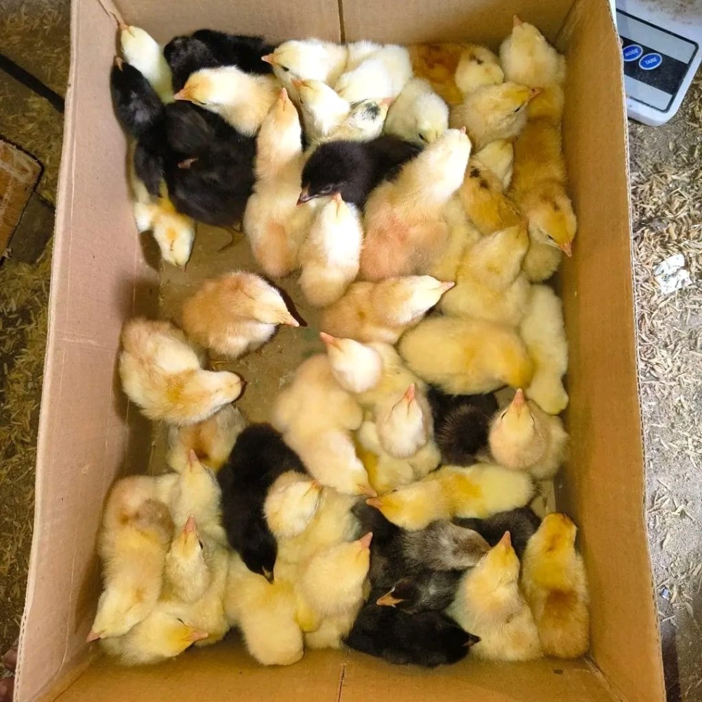 DOC (Anakan) Ayam Elba Petelur