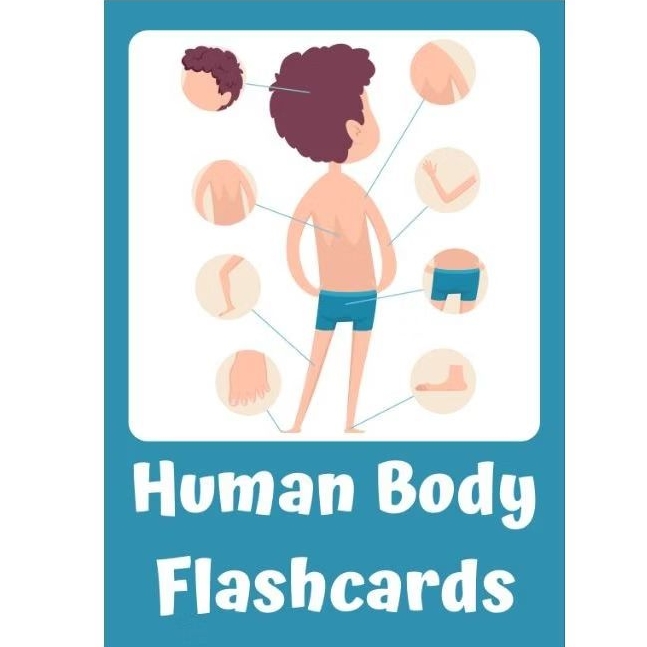 Flashcard Human Body