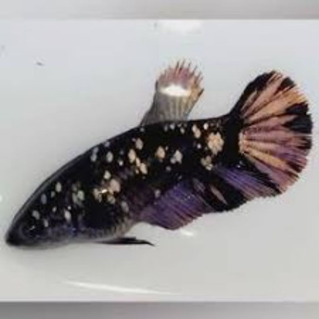 Ikan Cupang Betina Plakat Avatar Copper