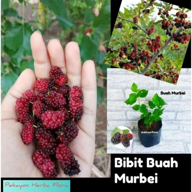 Bibit Murbei Bibit Buah Murbei Besaran Bibit Pohon Murbei Stella Stela